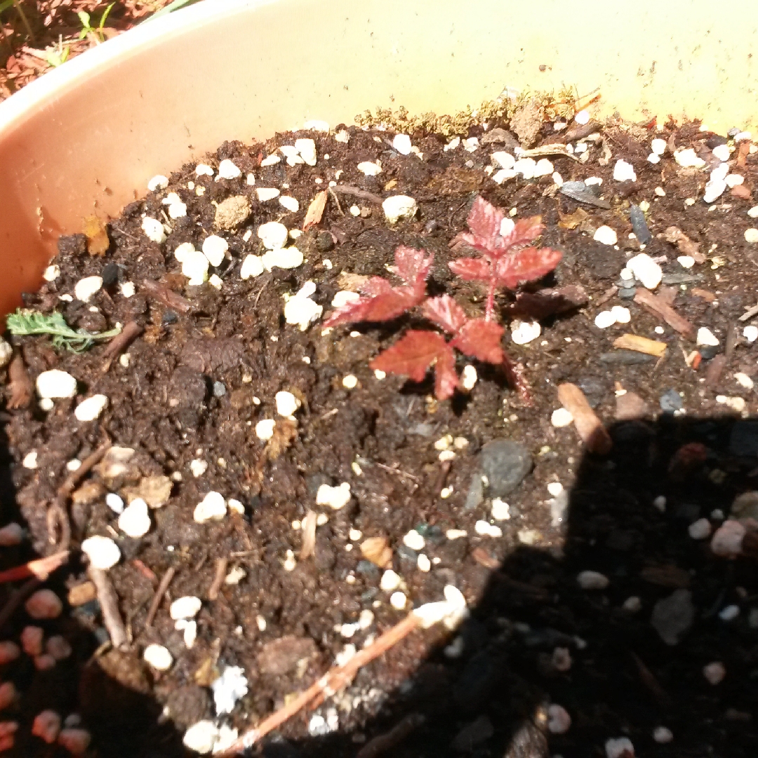 Astilbe arendsii Pink in the GardenTags plant encyclopedia