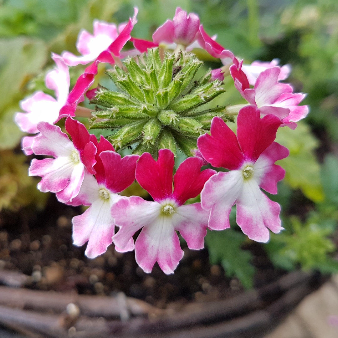 Verbena Twister Red in the GardenTags plant encyclopedia