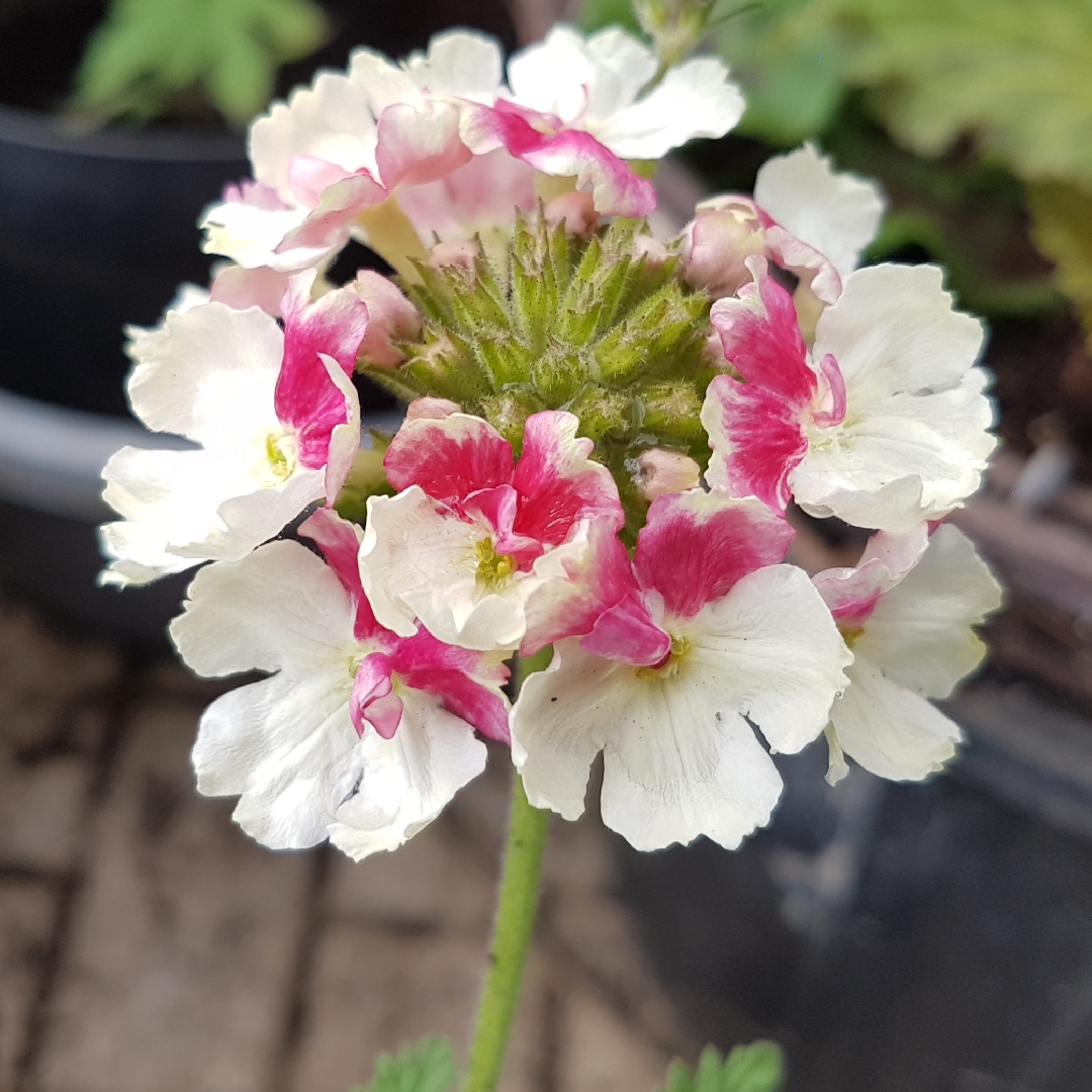 Verbena Vintage Rose in the GardenTags plant encyclopedia