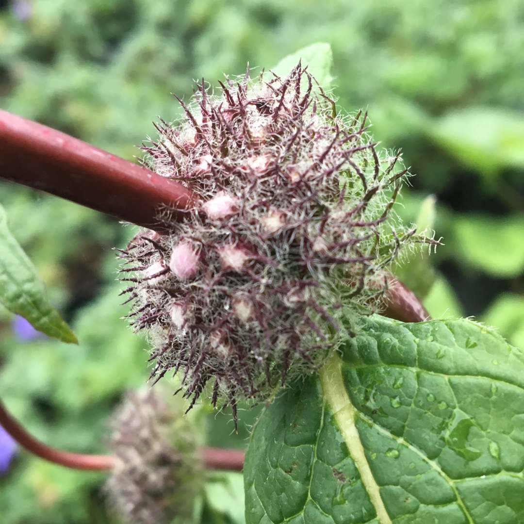 Jerusalem SageAmazone in the GardenTags plant encyclopedia