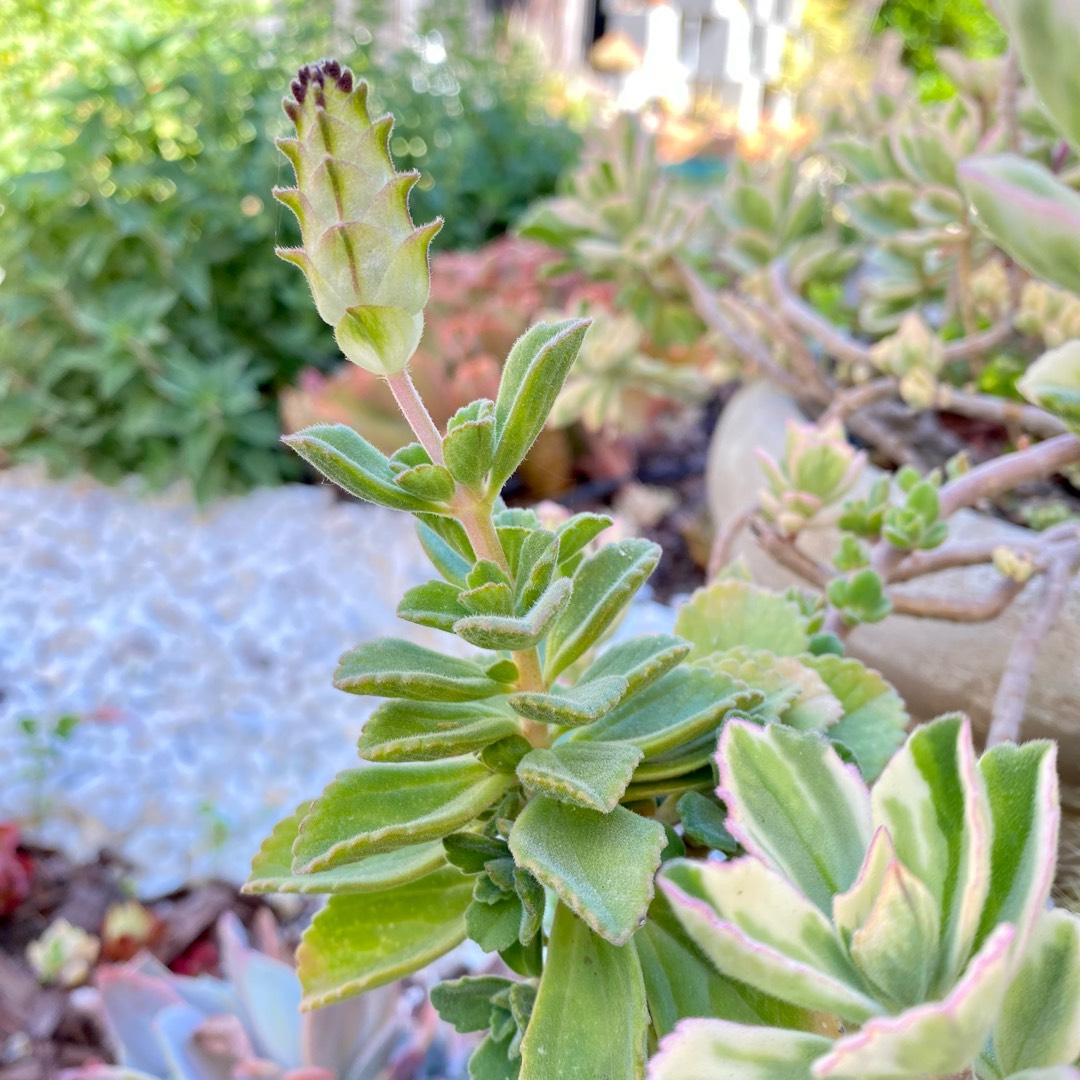 Lobster Flower in the GardenTags plant encyclopedia