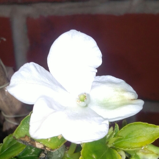 Busy Lizzie SunPatiens®  Compact White in the GardenTags plant encyclopedia