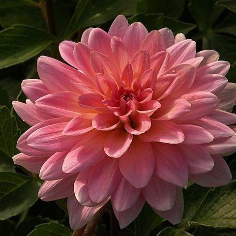 Dahlia Twiggy (Waterlily) in the GardenTags plant encyclopedia