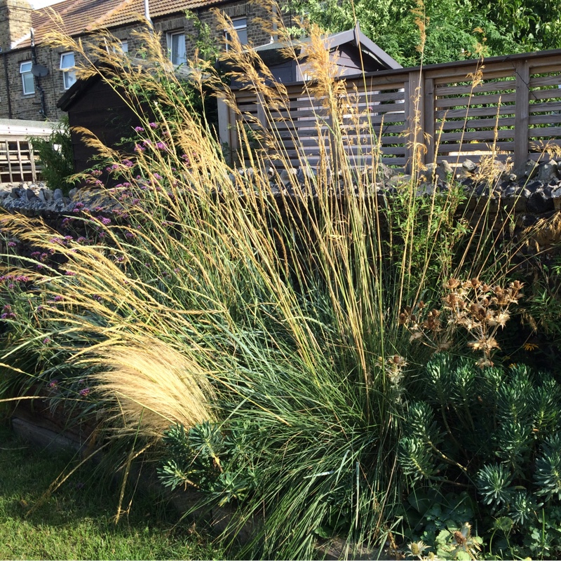 Feather Reed Grass in the GardenTags plant encyclopedia