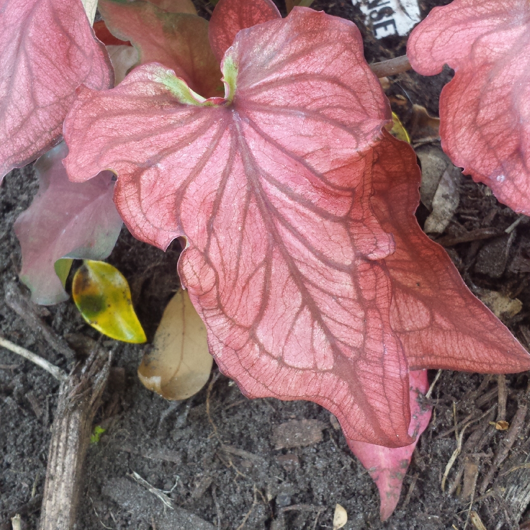 Lance-leaf Elephant Ear in the GardenTags plant encyclopedia