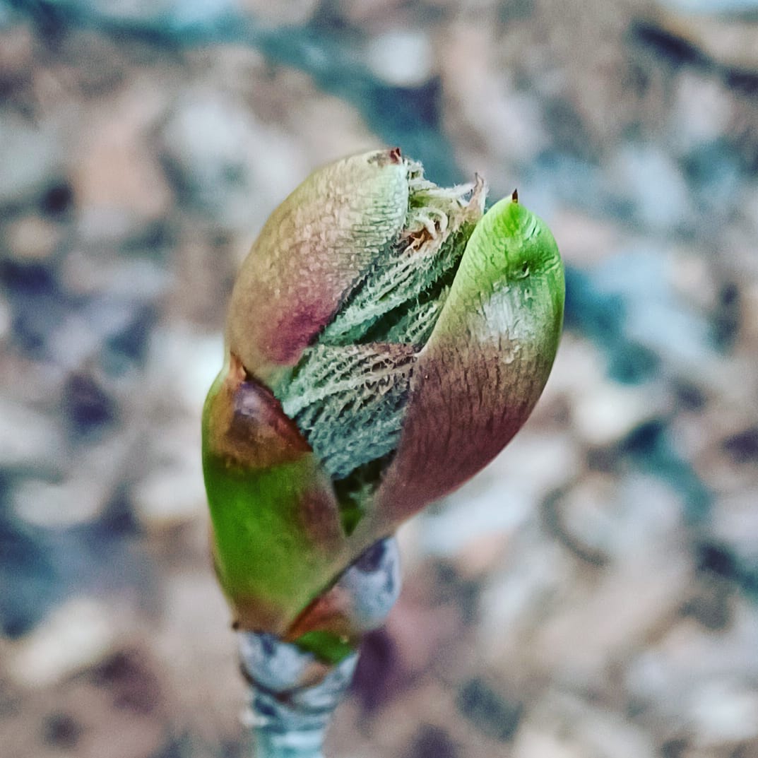 Red Buckeye in the GardenTags plant encyclopedia