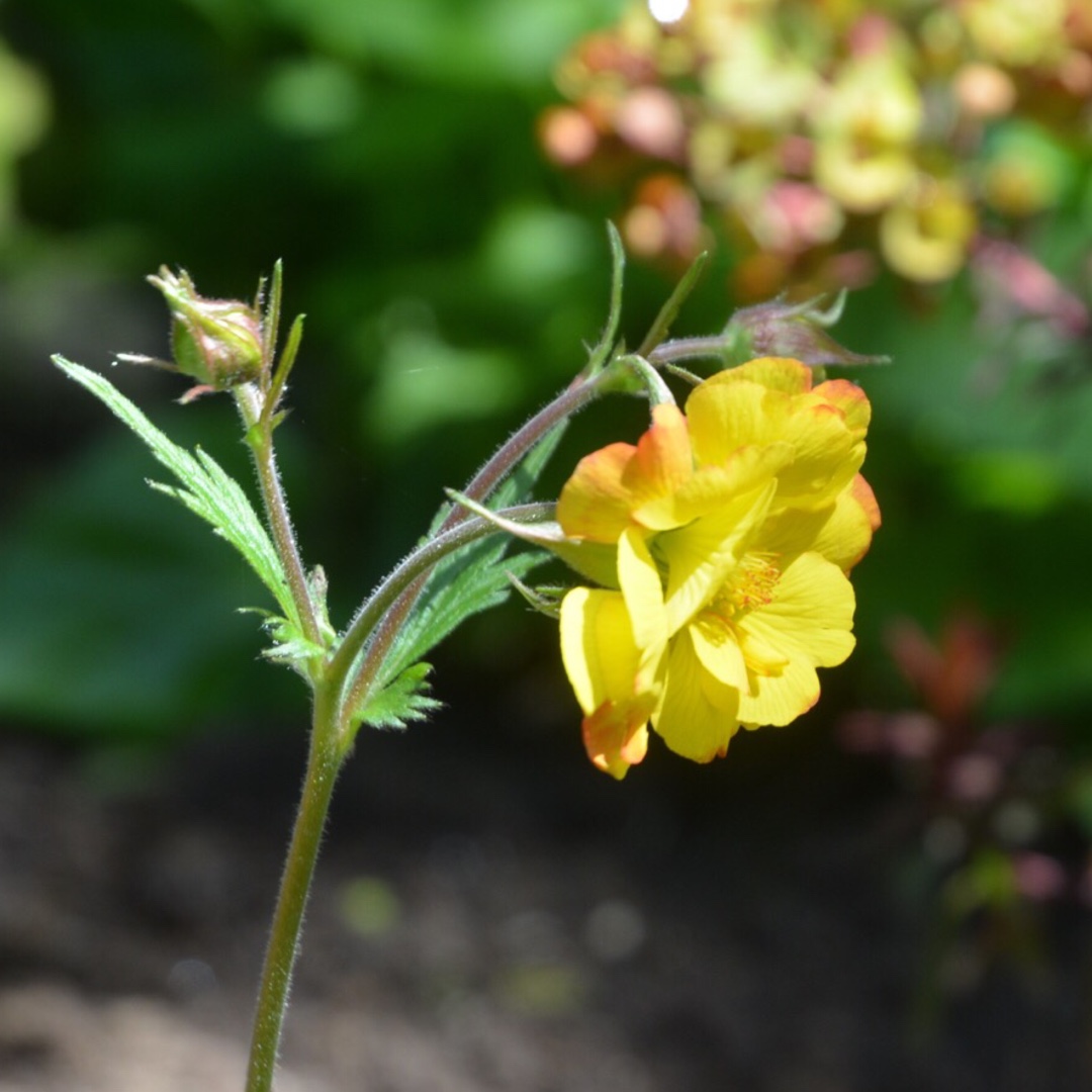 Avens Mango Lassi in the GardenTags plant encyclopedia