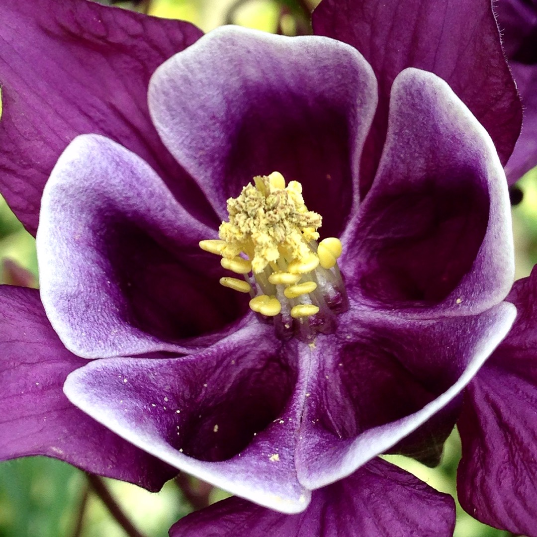 Aquilegia Winky Double Blue And White in the GardenTags plant encyclopedia