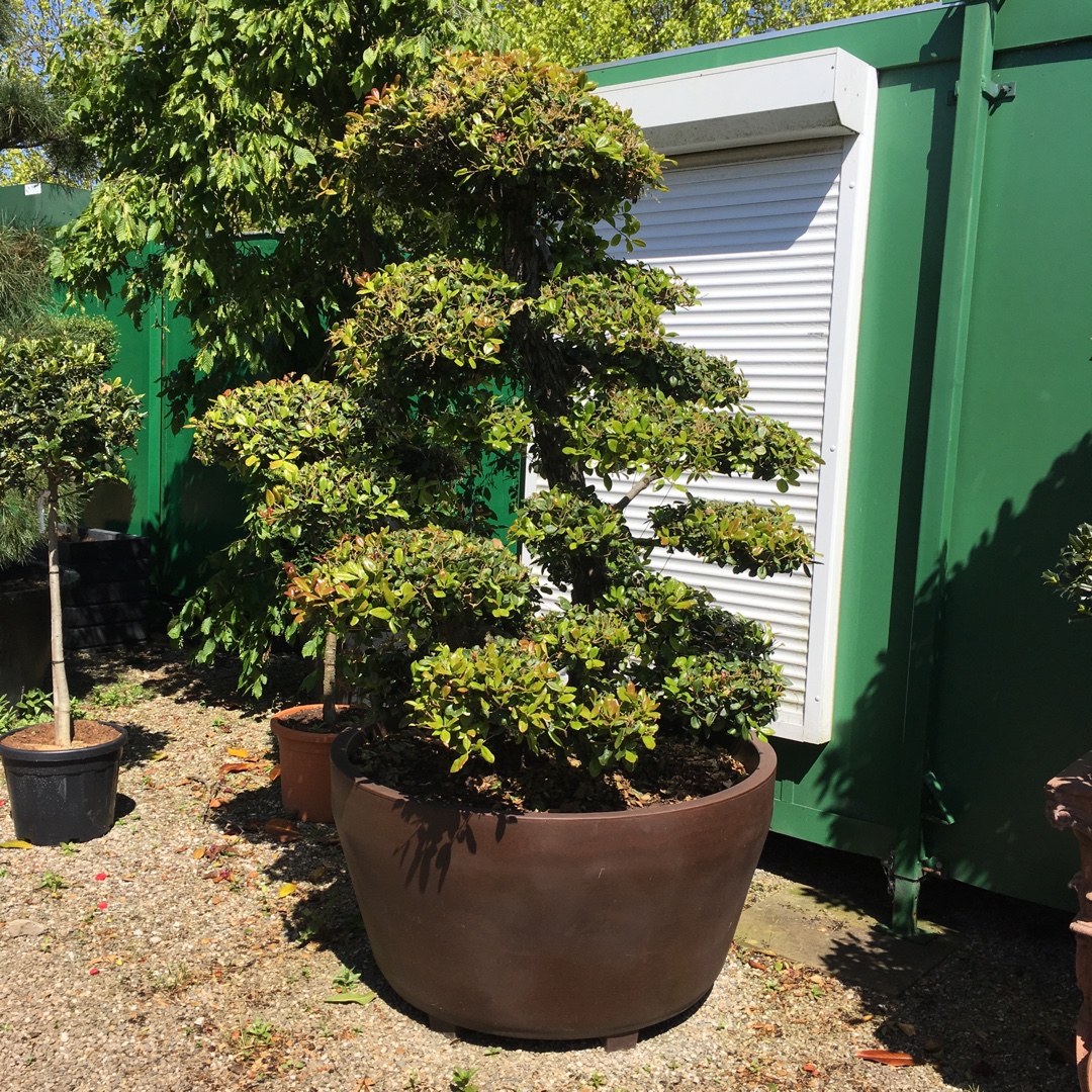 Japanese Ubamegash Oak in the GardenTags plant encyclopedia