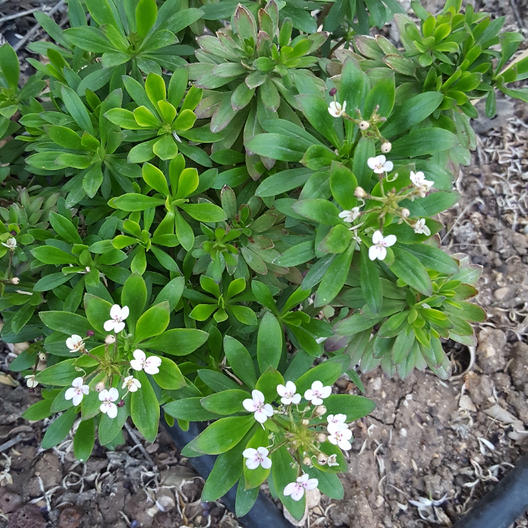 Triggerplant in the GardenTags plant encyclopedia