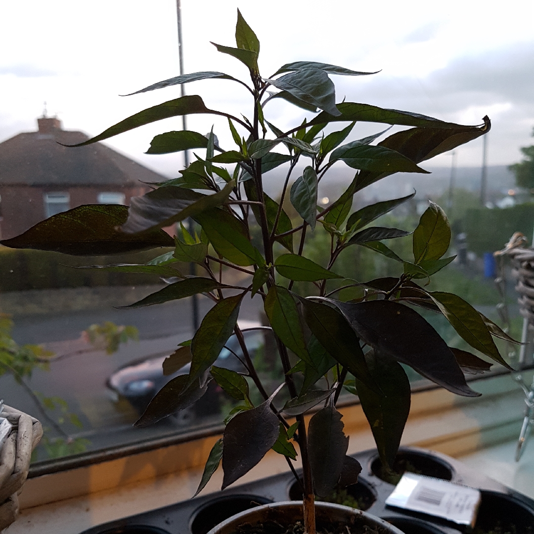 Capsicum annuum 'Zimbabwe Black', Zimbabwe Black Chilli in GardenTags ...