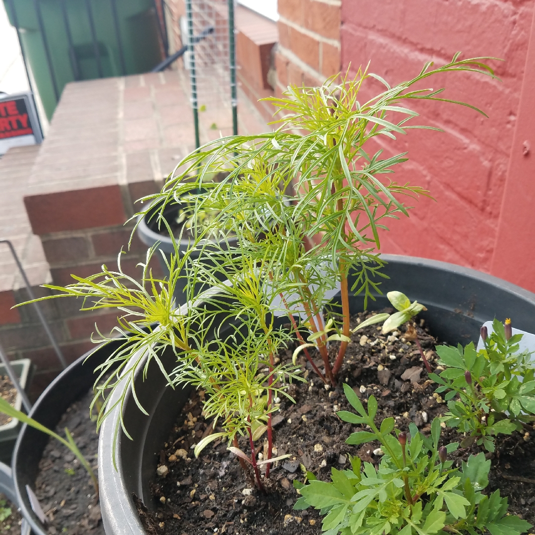 Cosmos bipinnatus 'Rubinato', Cosmea 'Rubinato' in GardenTags plant ...