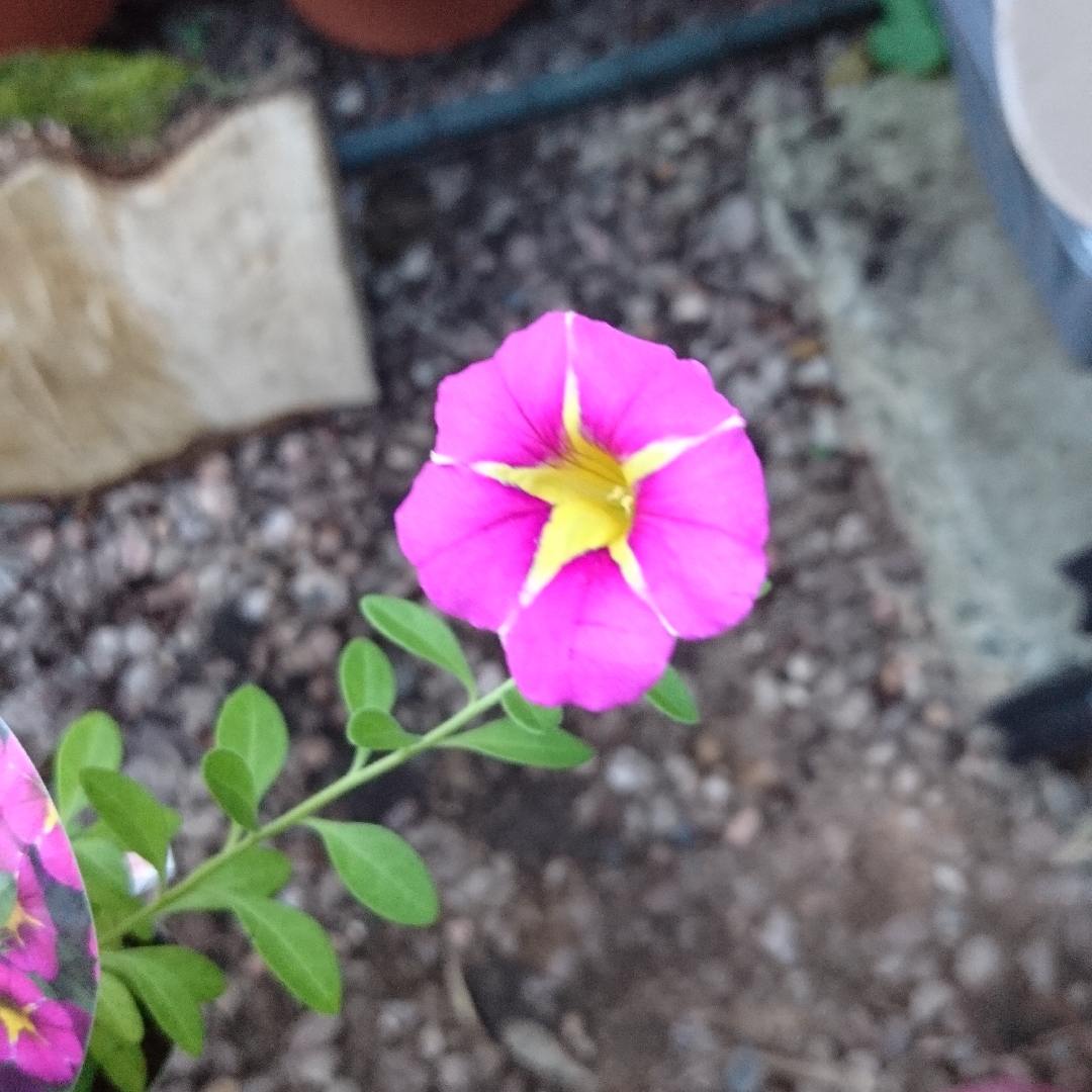 Million Bells Starlight Pink in the GardenTags plant encyclopedia