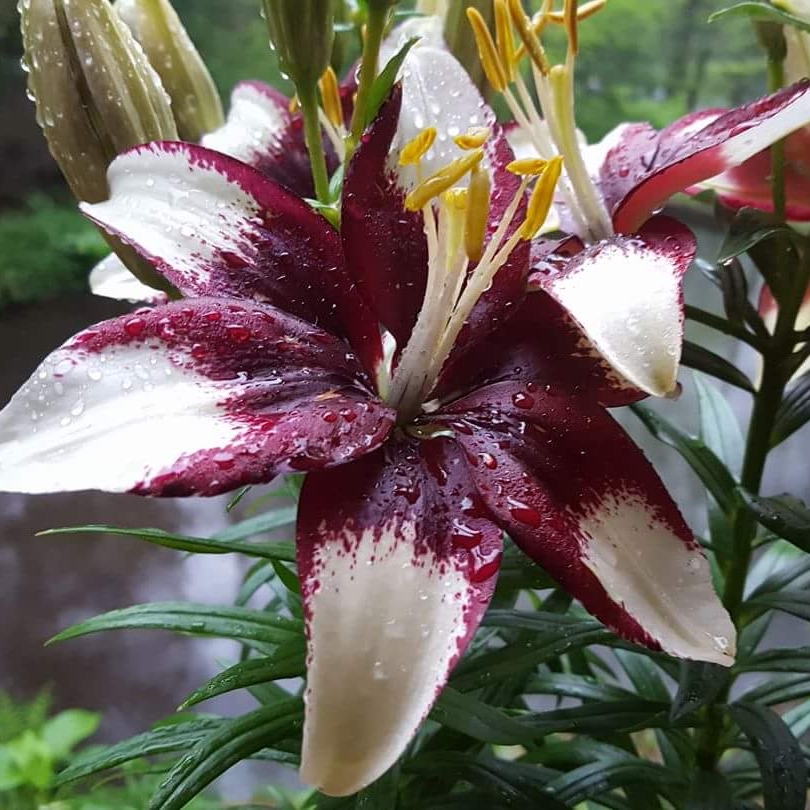 Lily Tiny Padhye (Asiatic) in the GardenTags plant encyclopedia