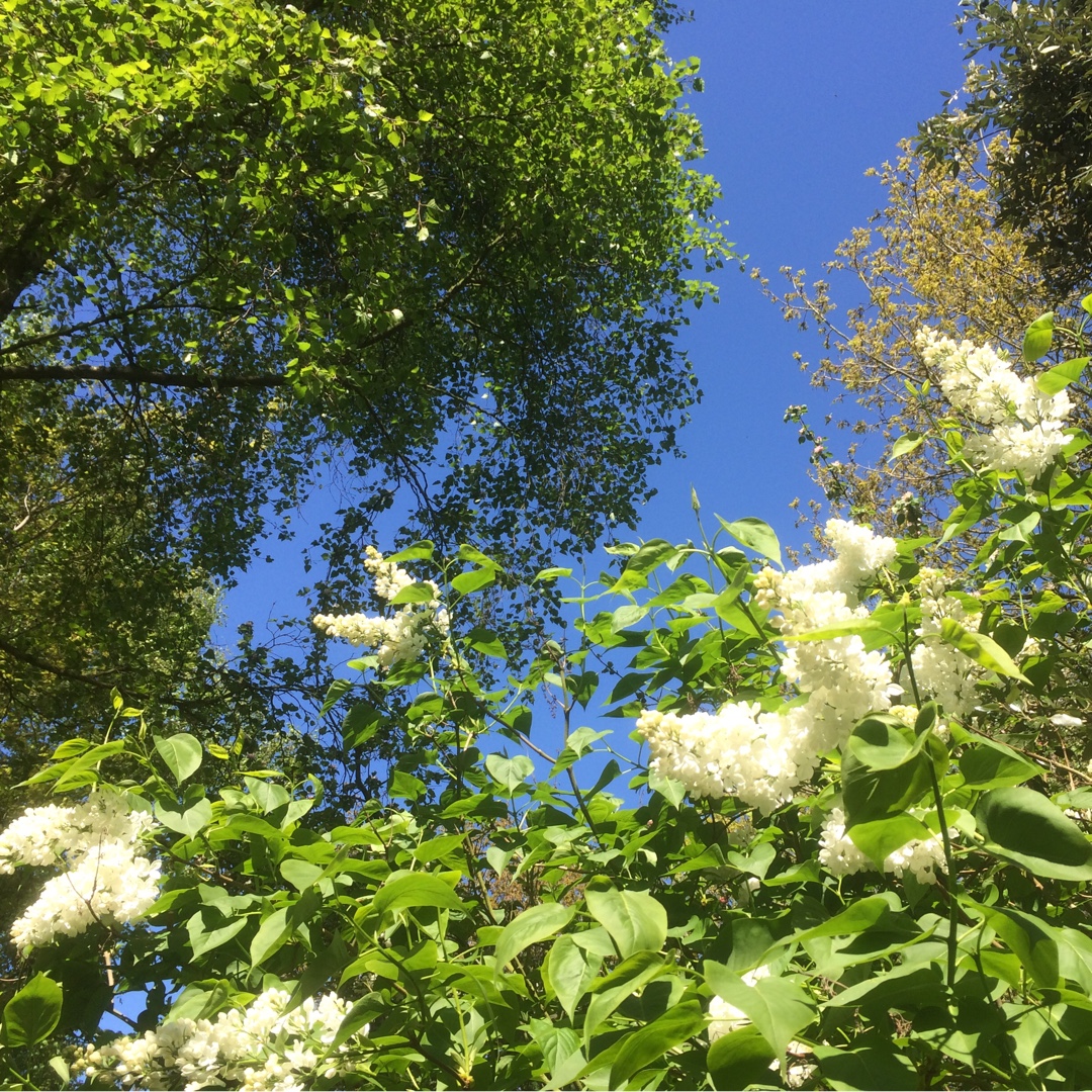 Lilac Avalanche in the GardenTags plant encyclopedia