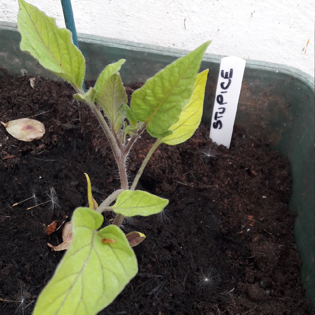 Tomato Stupice in the GardenTags plant encyclopedia