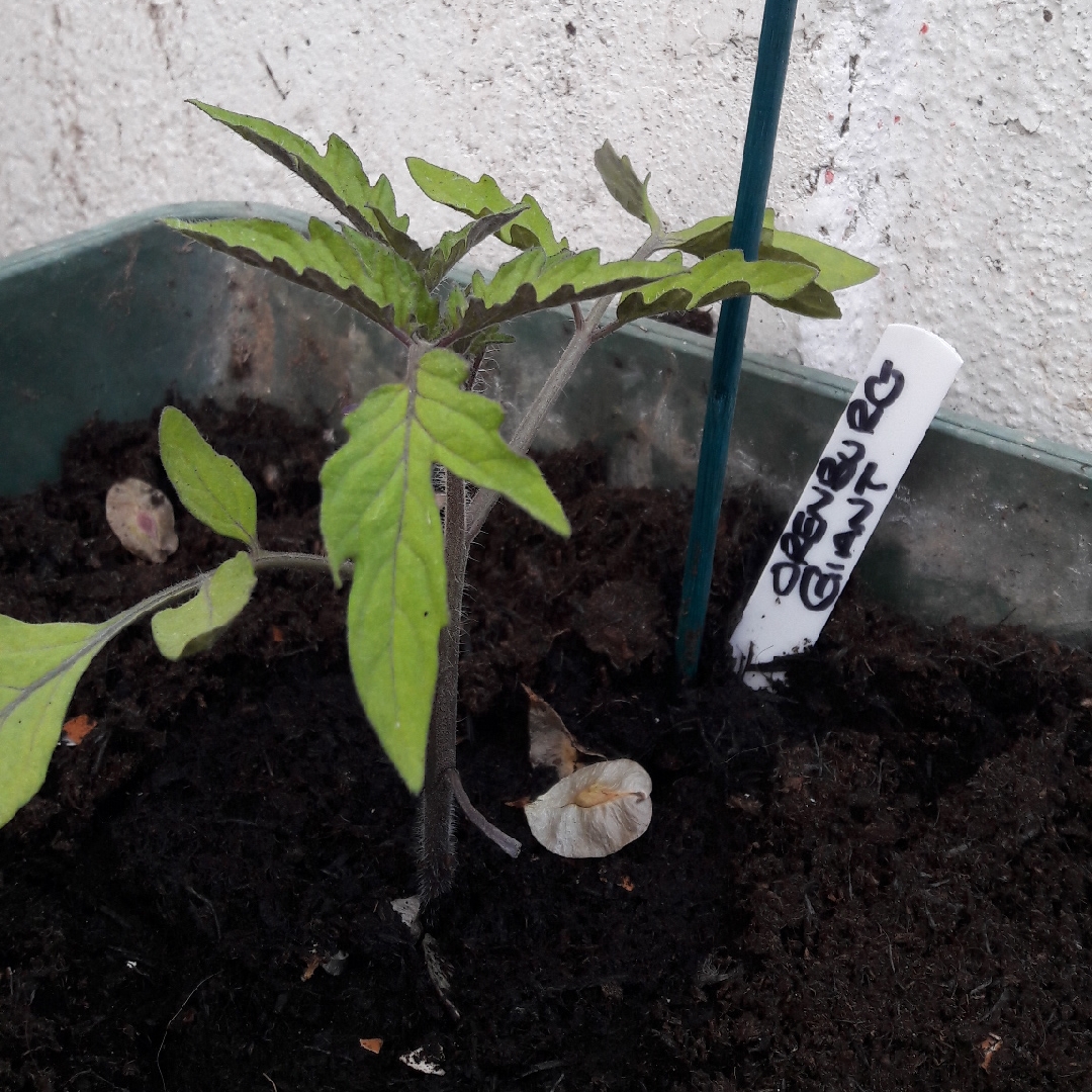 Tomato Orenburg Giant (Beefsteak Tomato) in the GardenTags plant encyclopedia