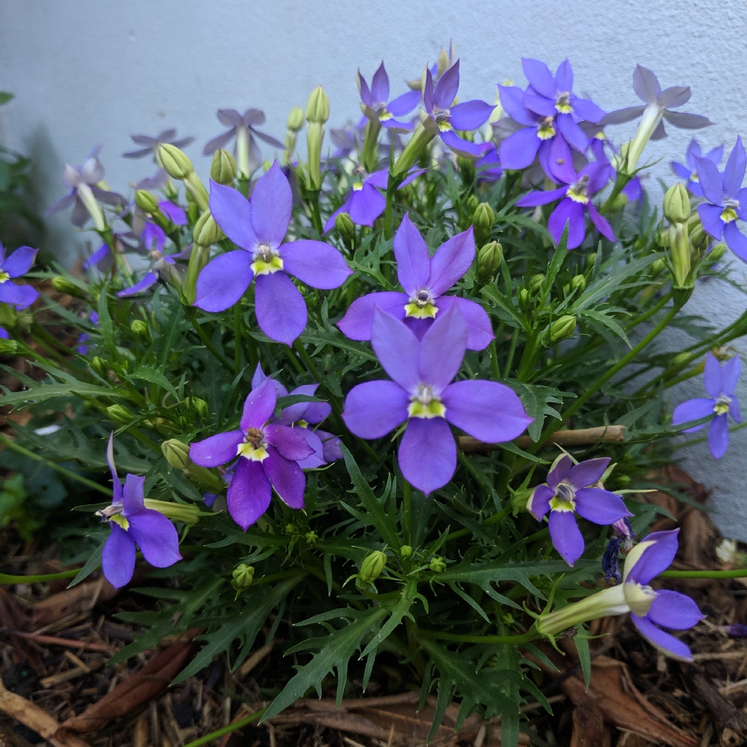 Star Flower Beths Blue in the GardenTags plant encyclopedia