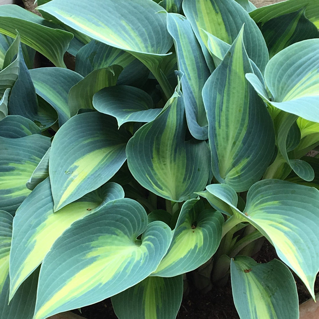 Plantain Lily Champagne Toast in the GardenTags plant encyclopedia