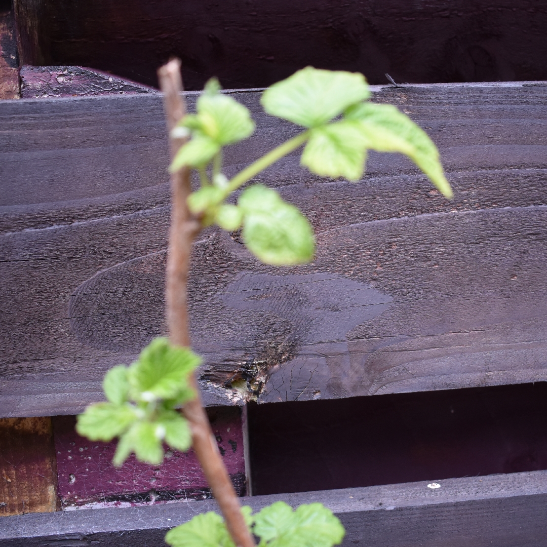 Raspberry Glen Clova in the GardenTags plant encyclopedia