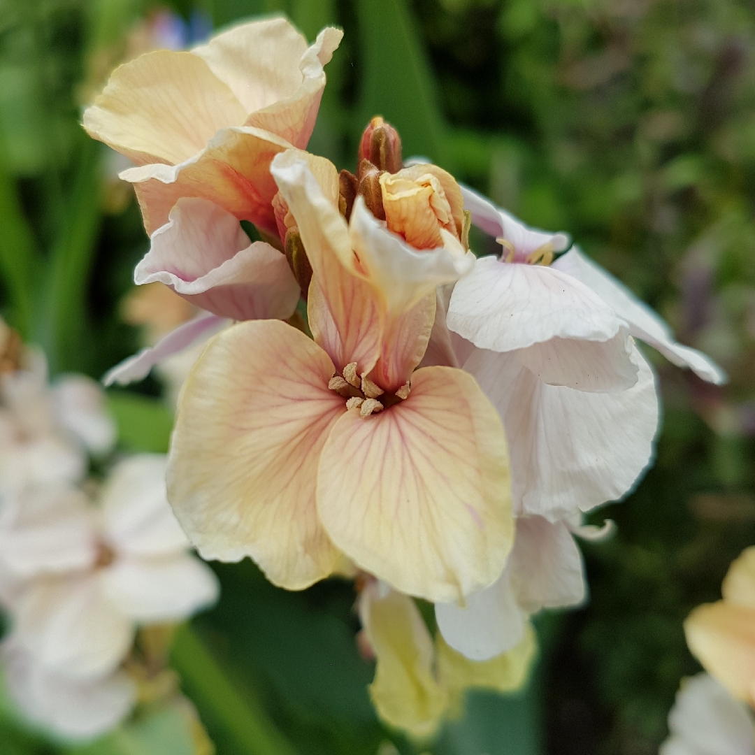 Wallflower Sunset Apricot in the GardenTags plant encyclopedia