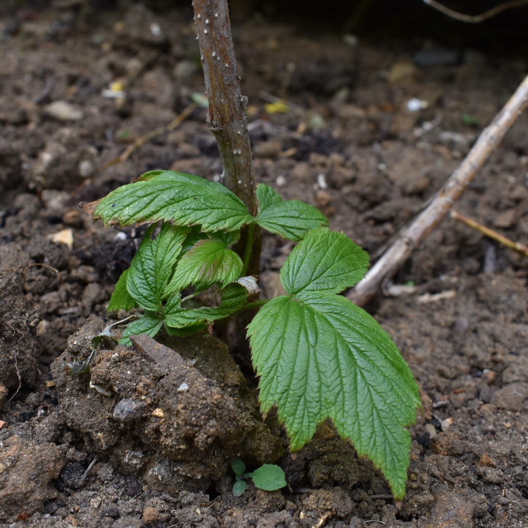 Raspberry Polka in the GardenTags plant encyclopedia