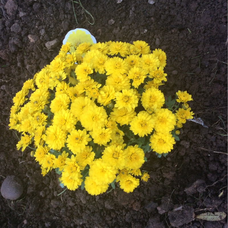 Chrysanthemum Poppins Yellow Jewel in the GardenTags plant encyclopedia