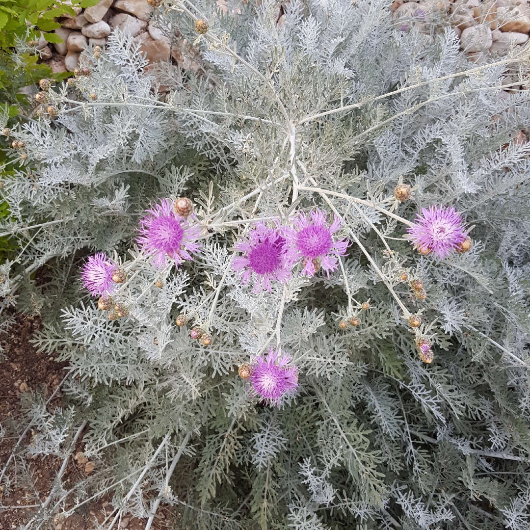 Velvet Centaurea in the GardenTags plant encyclopedia