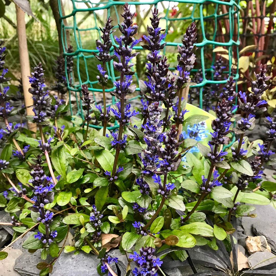 Bugle Chocolate Chip in the GardenTags plant encyclopedia