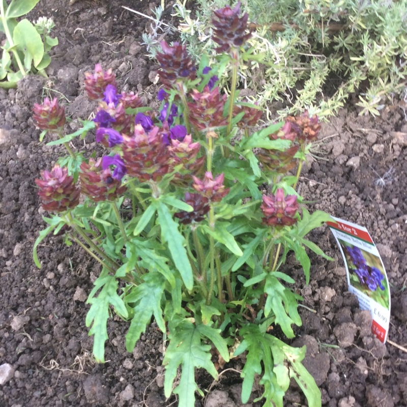 Large-flowered selfheal in the GardenTags plant encyclopedia