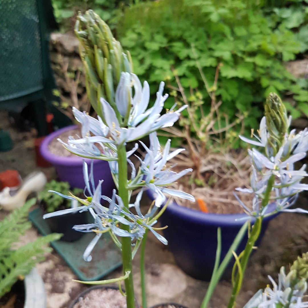 Camassia Blue Heaven in the GardenTags plant encyclopedia