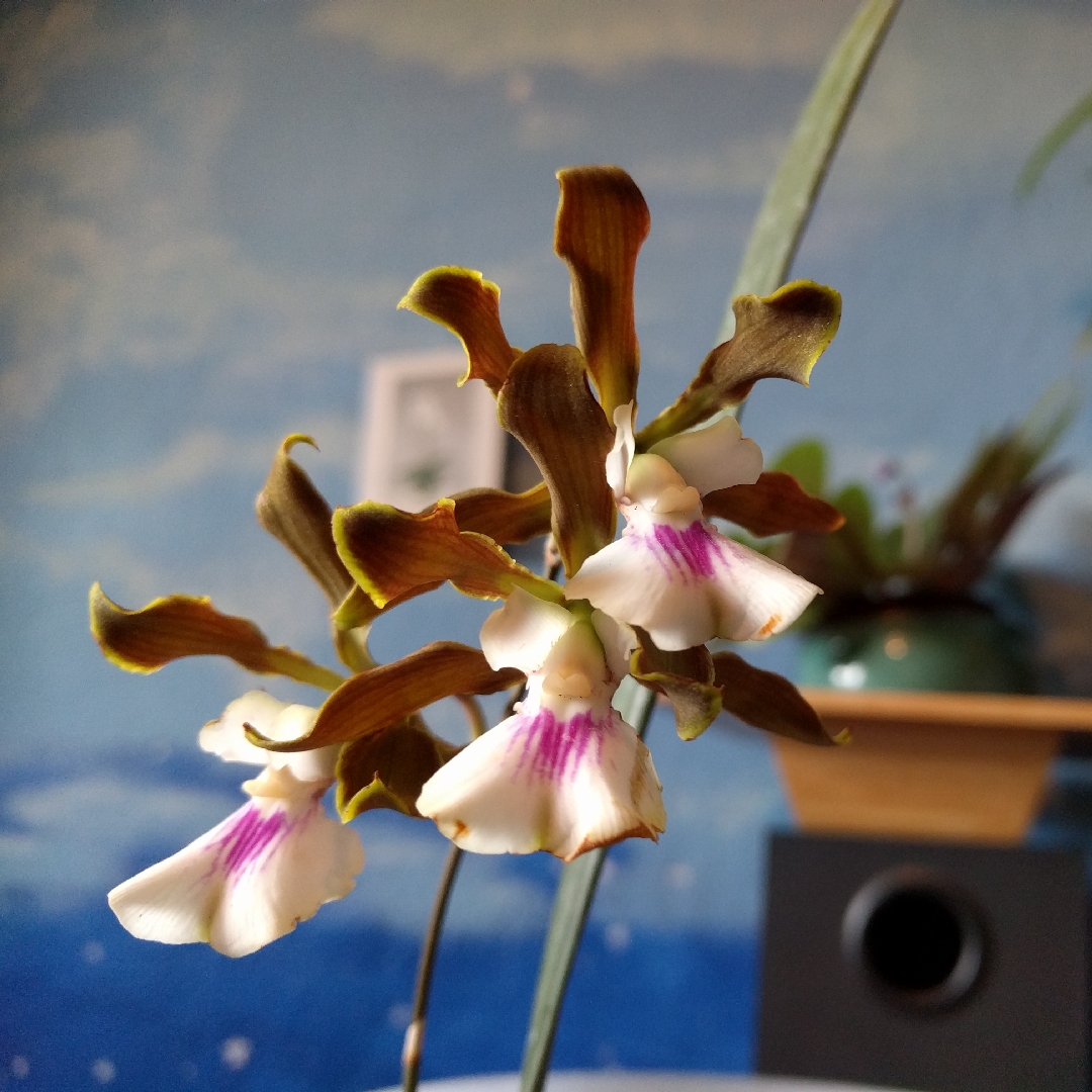 Encyclia in the GardenTags plant encyclopedia