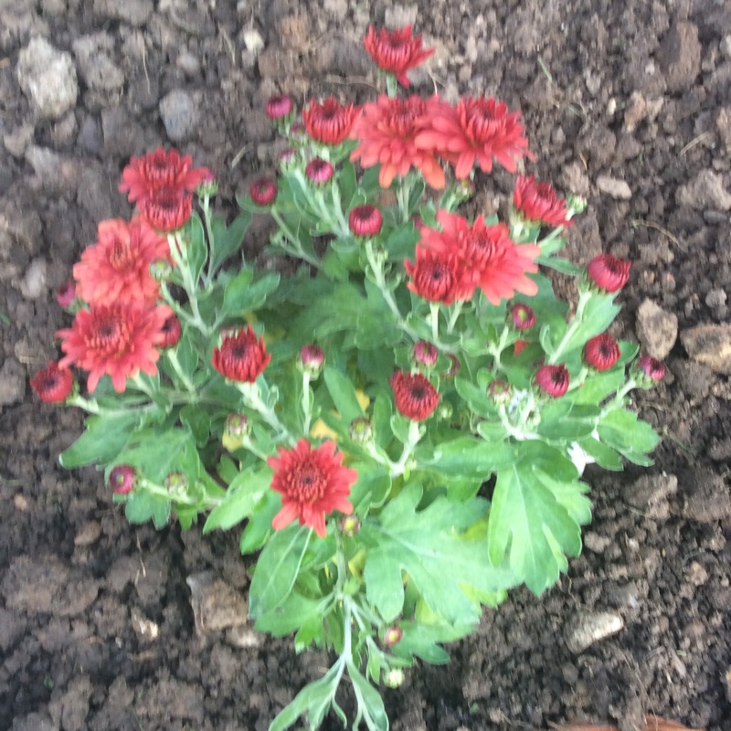 Chrysanthemum Autumn Bronze in the GardenTags plant encyclopedia