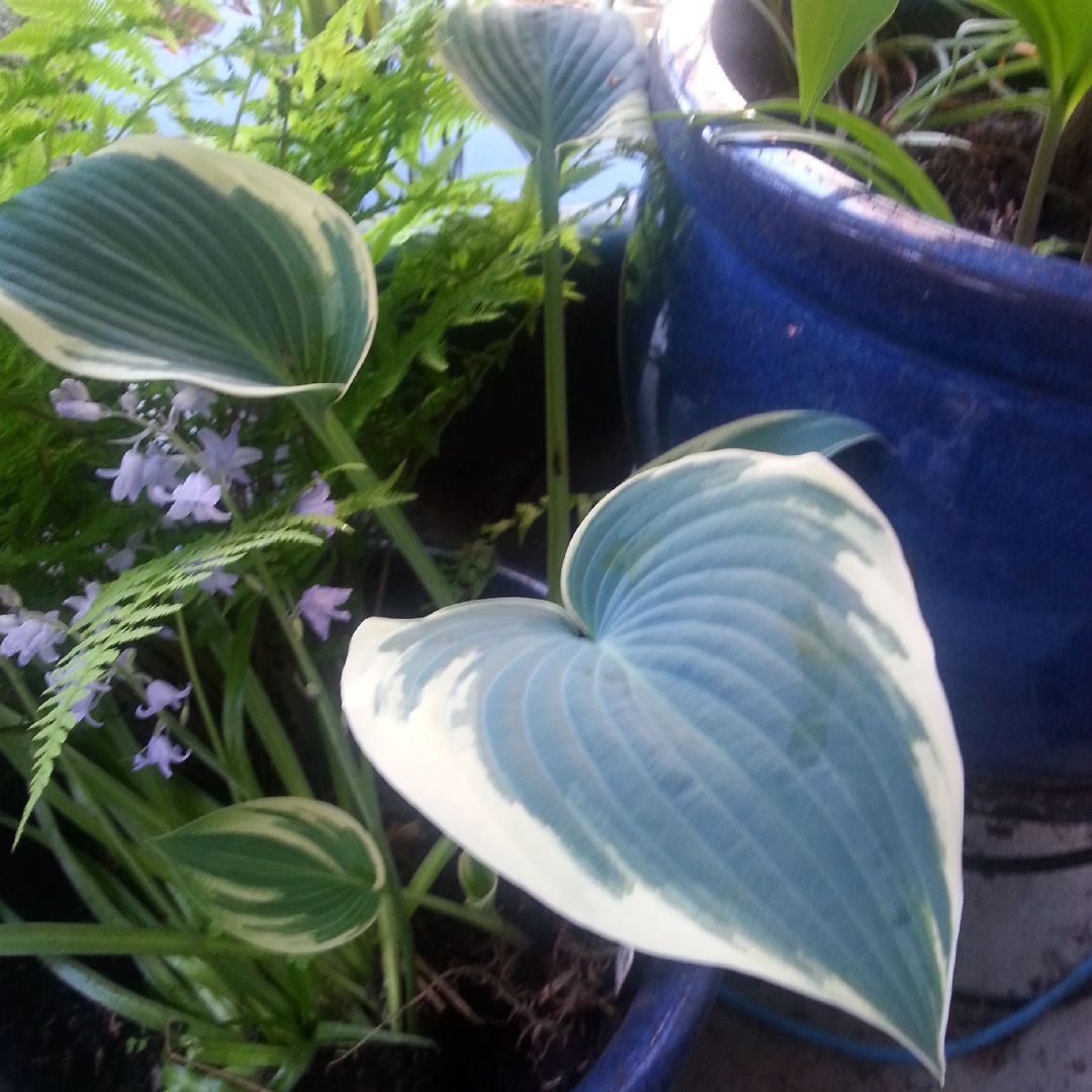 Plantain Lily El Nino in the GardenTags plant encyclopedia