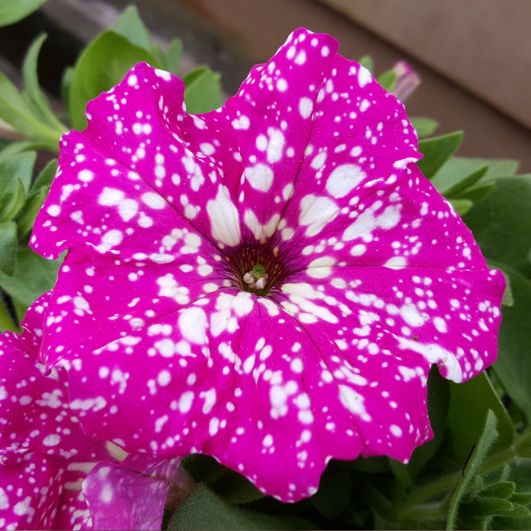 Petunia Pink Sky in the GardenTags plant encyclopedia