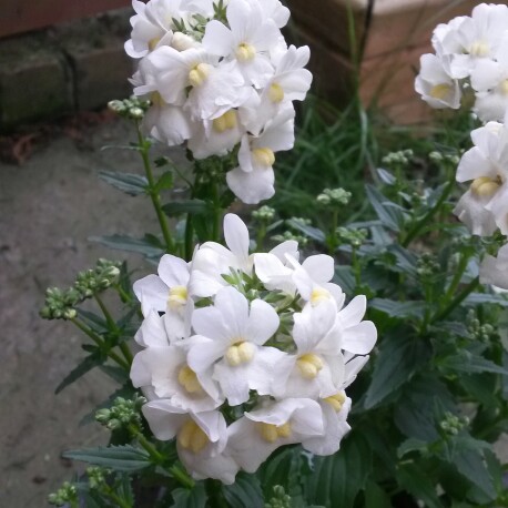 Nemesia Sunpeddle White Perfume in the GardenTags plant encyclopedia