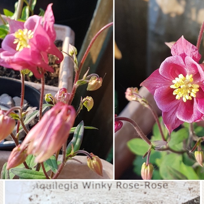 Aquilegia Winky Rose Rose in the GardenTags plant encyclopedia