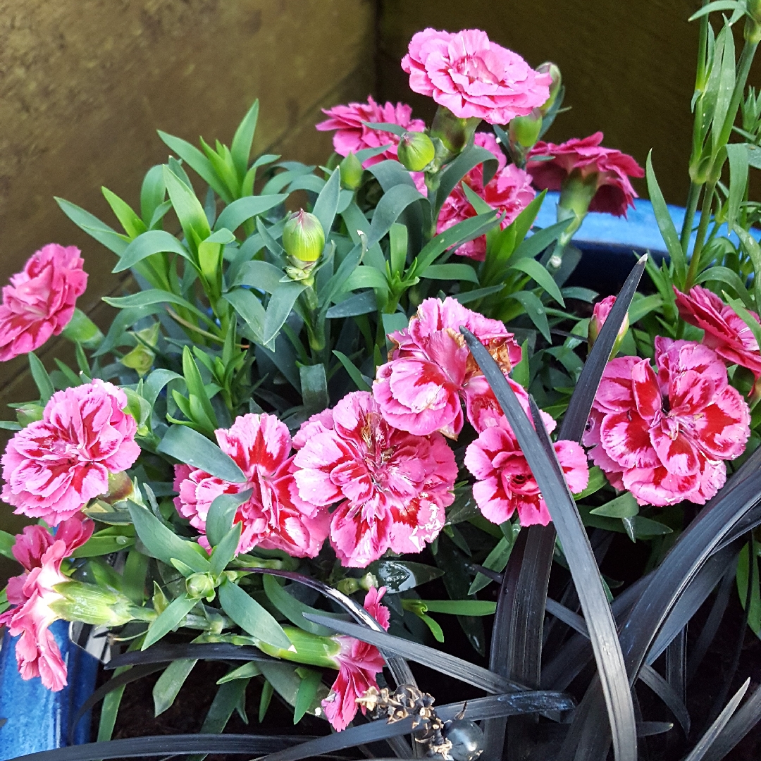 Pinks Tenelke in the GardenTags plant encyclopedia