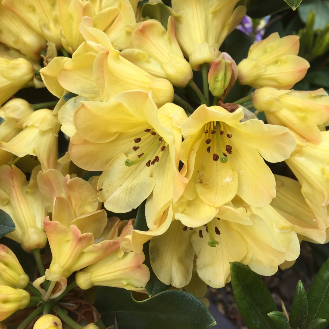 Rhododendron Dreamland in the GardenTags plant encyclopedia