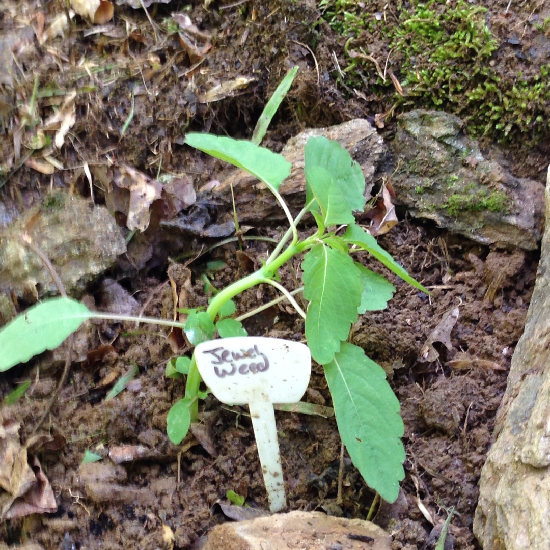 Jewel Weed in the GardenTags plant encyclopedia