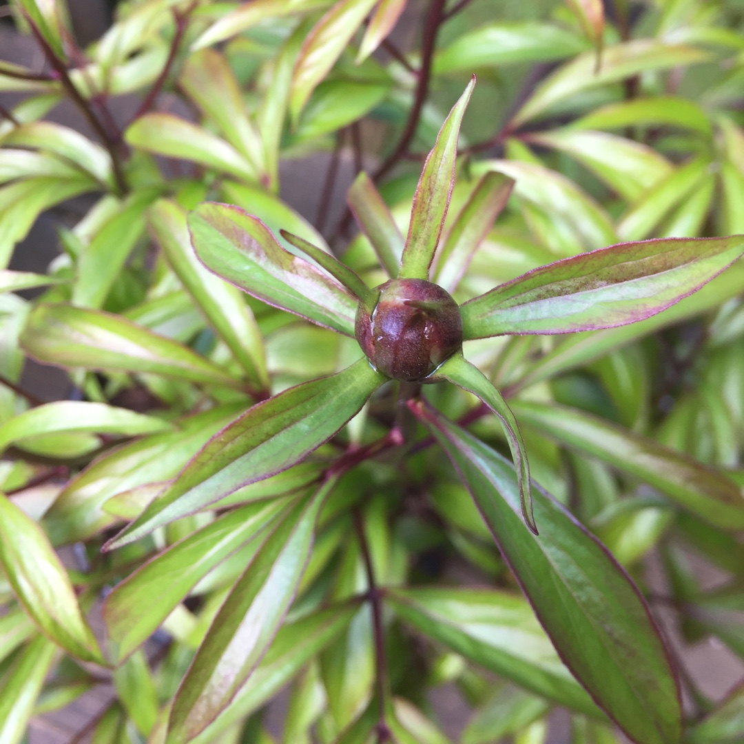 Peony Kiev (Herbaceous) in the GardenTags plant encyclopedia