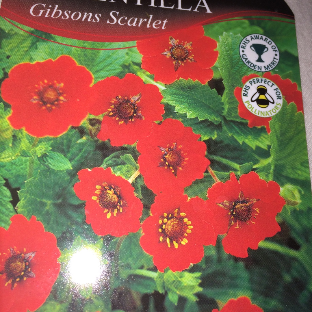 Gibsons Scarlet in the GardenTags plant encyclopedia