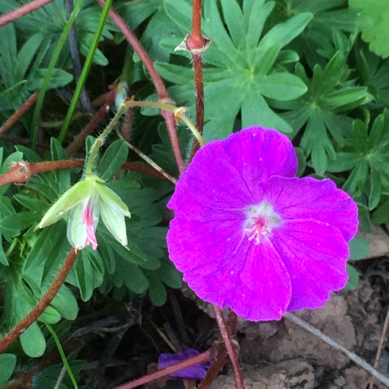 Bloody Cranesbill in the GardenTags plant encyclopedia