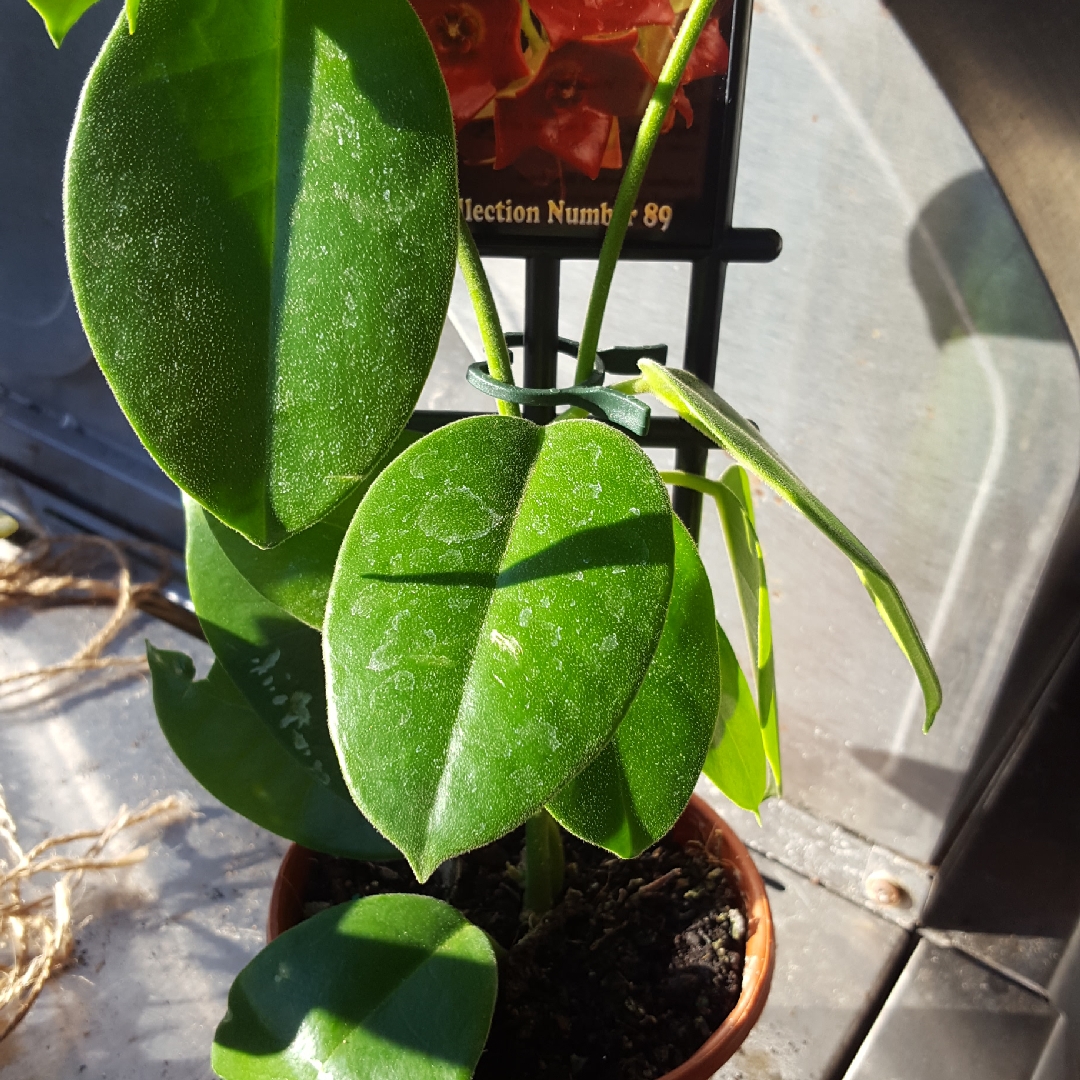 Hoya in the GardenTags plant encyclopedia