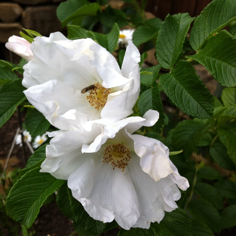 Rose White rugosa in the GardenTags plant encyclopedia