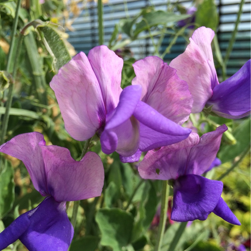 Sweet Pea Erewhon in the GardenTags plant encyclopedia