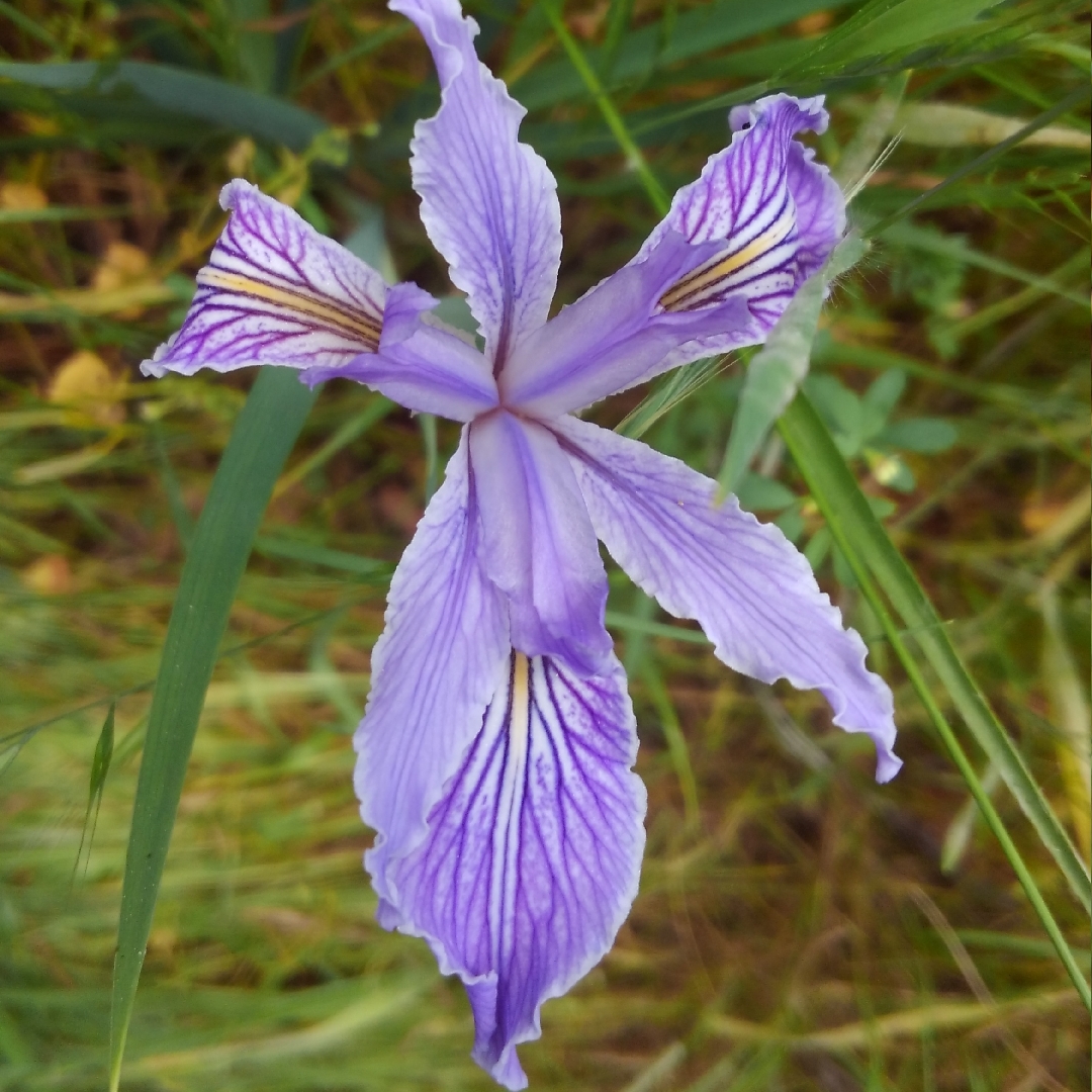 Ground Iris in the GardenTags plant encyclopedia