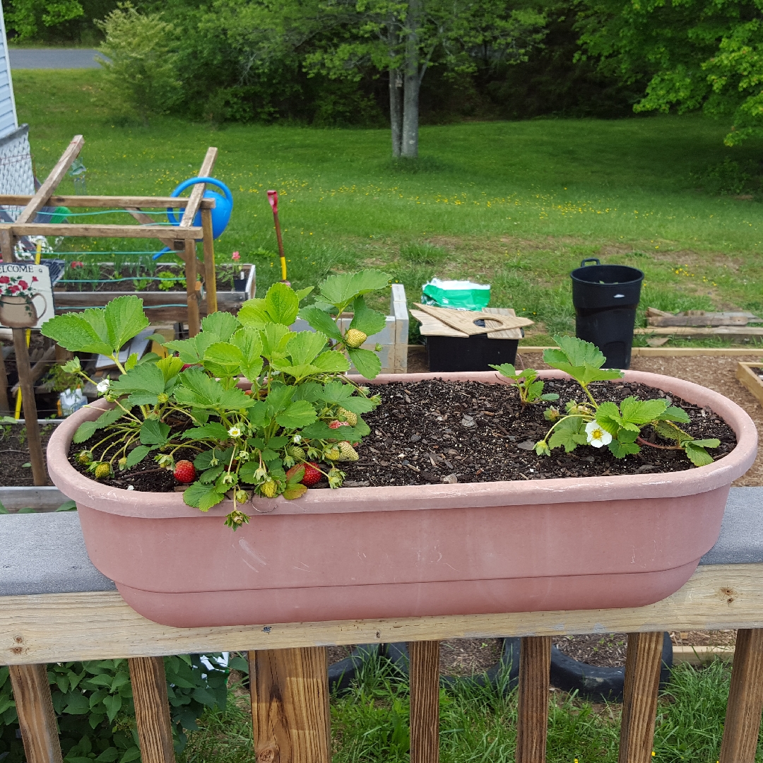 Strawberry Seascape in the GardenTags plant encyclopedia