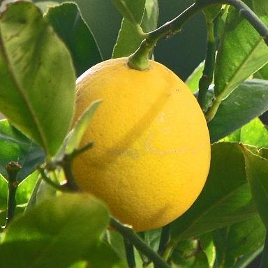 Meyer Lemon Tree in the GardenTags plant encyclopedia