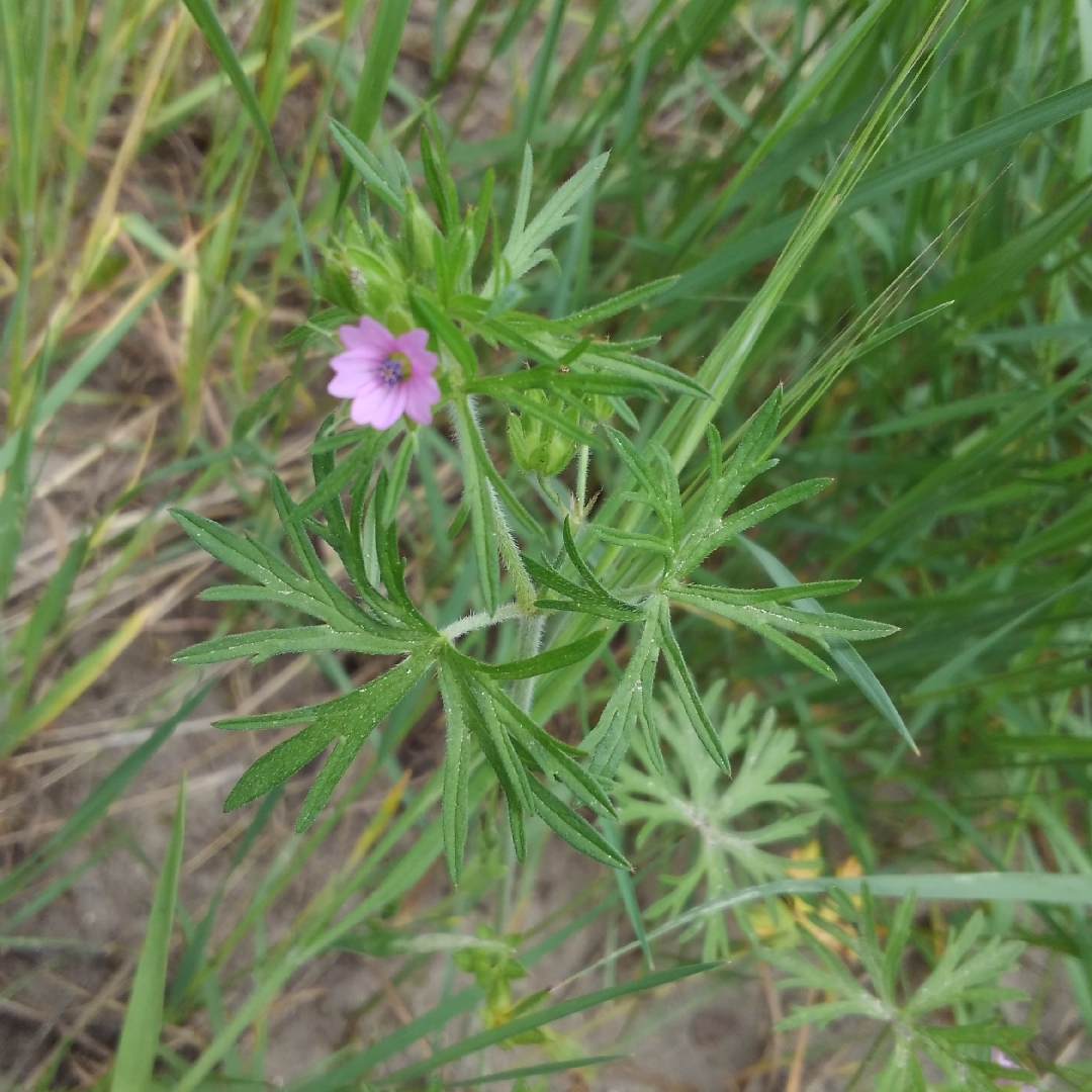 Cutleaf Geranium in the GardenTags plant encyclopedia